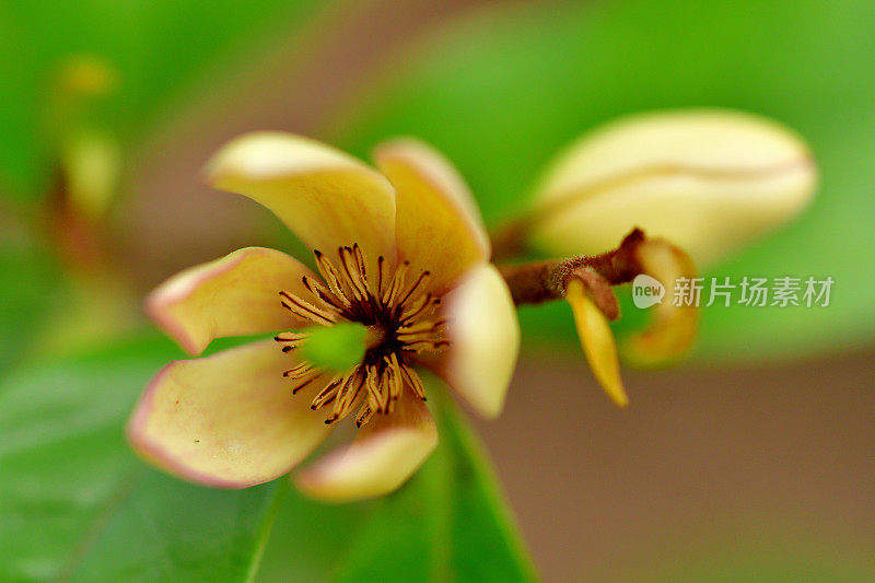 木兰菲戈/米凯莉亚菲戈/香蕉木兰